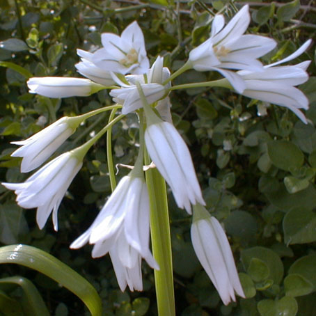 Allium triquetrum