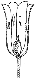 Schema