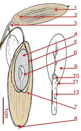 Schema