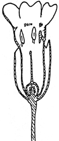 Schema