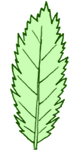 Feuille doublement dentee