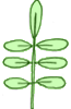 imparipennee
