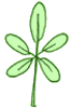 palmee