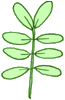 paripennee