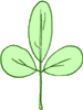 trifoliee