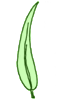 Feuille falciforme