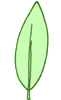 Feuille lanceolee