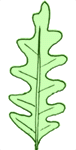 Feuille lobee