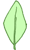 Feuille losangique