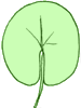 Feuille reniforme